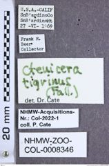 Etiketten zu Pseudanostirus tigrinus (Fall, 1910) (NHMW-ZOO-COL-0008346)